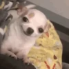 Reações | reactions 🐶🐈 6