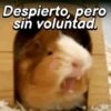 Hámsters divertidos!🐹 9