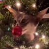 Pets no natal 15