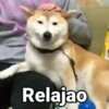 Perritos con Frases V.1🐶 9