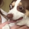 Reações | reactions 🐶🐈 8