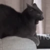 Reações | reactions 🐶🐈 5