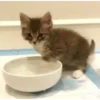 🌈🐈‍⬛✨️Gatos Funny Mood✨️🐈‍⬛🌈 8