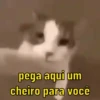 Reações de gatíneos 🐈🐈‍⬛ 9