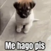 🎬 Memes en movimiento 😂 5