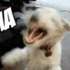 Memes de Cachorro engraçado 21