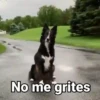Perritos con Frases V.1🐶 15