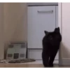 Gatos FoFoS 2