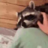 Guaxinim Fofo GIFs 🦝 11