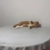 Funny Cats meme🐱 5