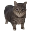 Meme Kucing Viral 🐱 13