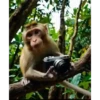 Monos Videos 2 5