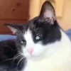 Gatinhos 🐾🐾🐾🐾🐾🐾 23