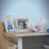 Funny Cats meme🐱 7
