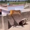 Monos Videos 2 26