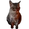Meme Kucing Viral 🐱 8