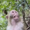 🐒 Monos divertidos random 🐒🐒 14