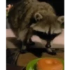 Guaxinim Fofo GIFs 🦝 15