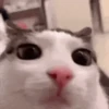 Gatos cura depresión😻animado 14