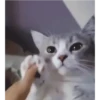 Gatitos Bonitos 5