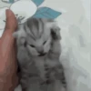 GIFs de Gatos Reações 2 🐱 22
