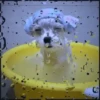 🐾⋆Perros|Dogs|Perritos🐾° 9