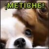 🐾⋆Perros|Dogs|Perritos🐾° 15