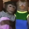 Monkey  23