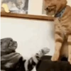 Ay mi gatito miau 😺Don Ramón🗣️ 22