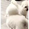 PeTs👀 18