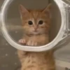GATITOS 🐱❤️🥰 8