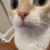 🌈🐈Reaccion Gatos Pal Chat🐈🌈 31
