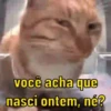 Reações de gatíneos 🐈🐈‍⬛ 7