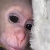 Monos 24