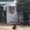 Memes de Cachorro engraçado 23