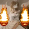 GATOS VIRALES 😸🐈🔥 7