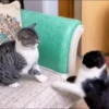 🐱 Gatitos 🐱💛 5