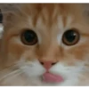 PeTs👀 12