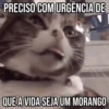GIFs Pets Fofos Memes 2 🐾 8