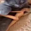Ay mi gatito miau 😺Don Ramón🗣️ 13