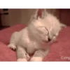 Gif kucing 11