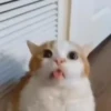 Meme Kucing Viral 🐱 16