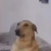 Little animals 🐕 19