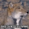 GIFs Pets Fofos Memes 2 🐾 18