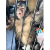 Monos 6