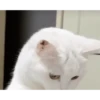 PeTs👀 11