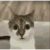 Historias Gatunas Gatos 6