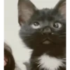 Cat Meme 2025 13