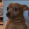 Cachorro Animado  7