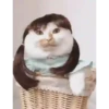 Gif kucing 12